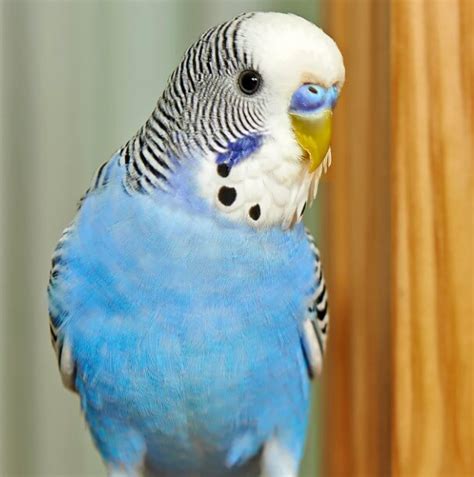 mavi parçalı muhabbet kuşu